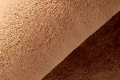 TAPPETO REX TAVŞANI DEKORATİF POST HALI, CAMEL, 80X150