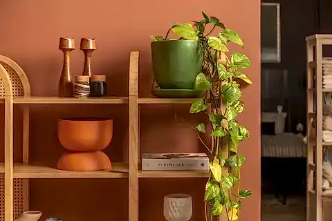 NALA KİTAPLIK MULTİ, MEŞE