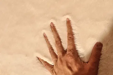 TAPPETO REX TAVŞANI YUVARLAK POST HALI, KREM, 80X80