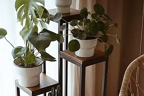 EVODEKO MASİF AHŞAP ÇİÇEKLİK STANDI, SİYAH