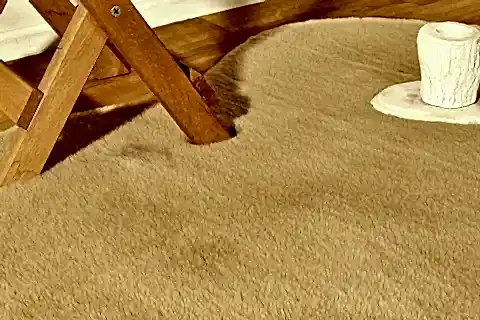 TAPPETO REX TAVŞANI DEKORATİF DOUBLE POST, CAMEL, 60X100