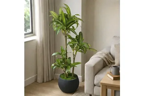 YAPAY MASENGENA AĞACI, 3 GÖVDELİ, 160 CM