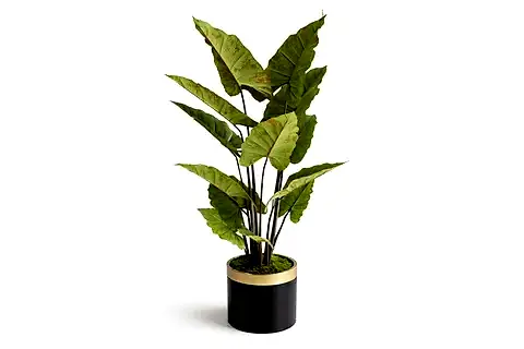 YAPAY ALOCASİA AĞACI, 165 CM