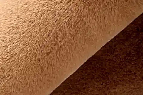 TAPPETO REX TAVŞANI YUVARLAK POST HALI, CAMEL, 80X80